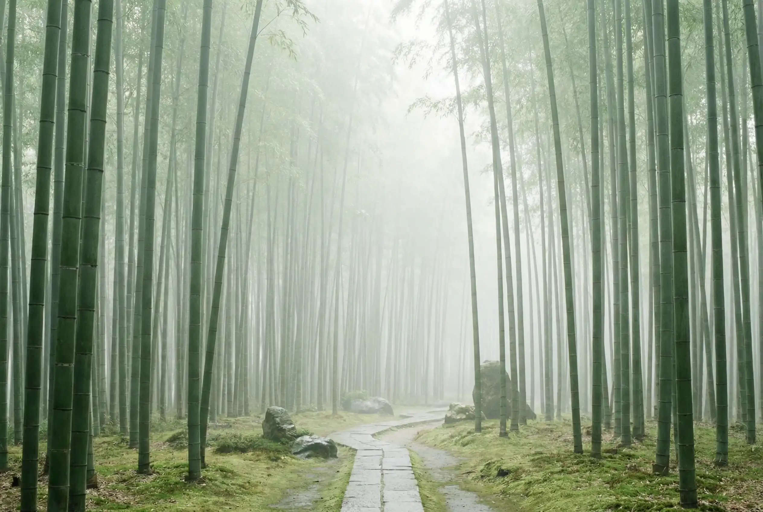 台湾28 自然恩赐计划竹林背景