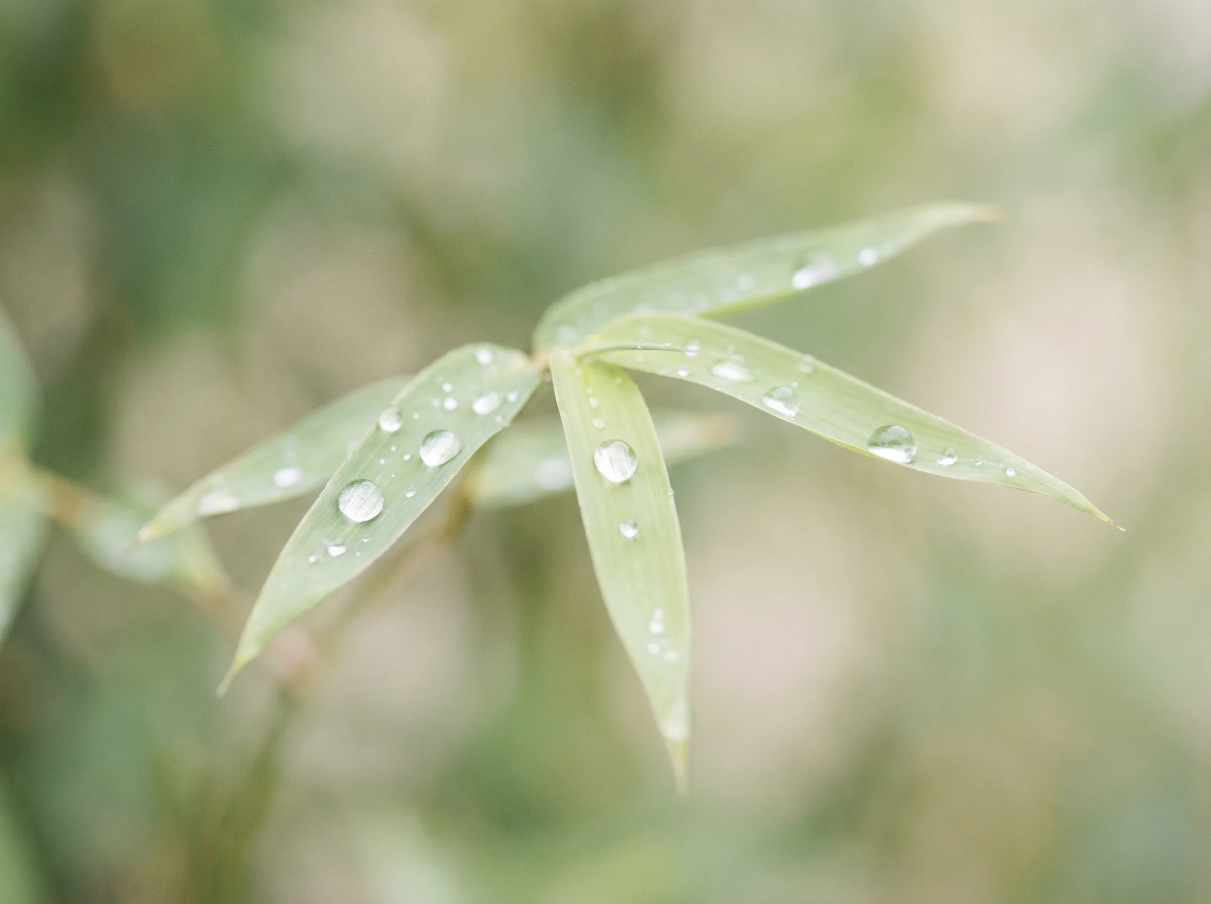 台湾28 六大推演沙盘竹叶装饰